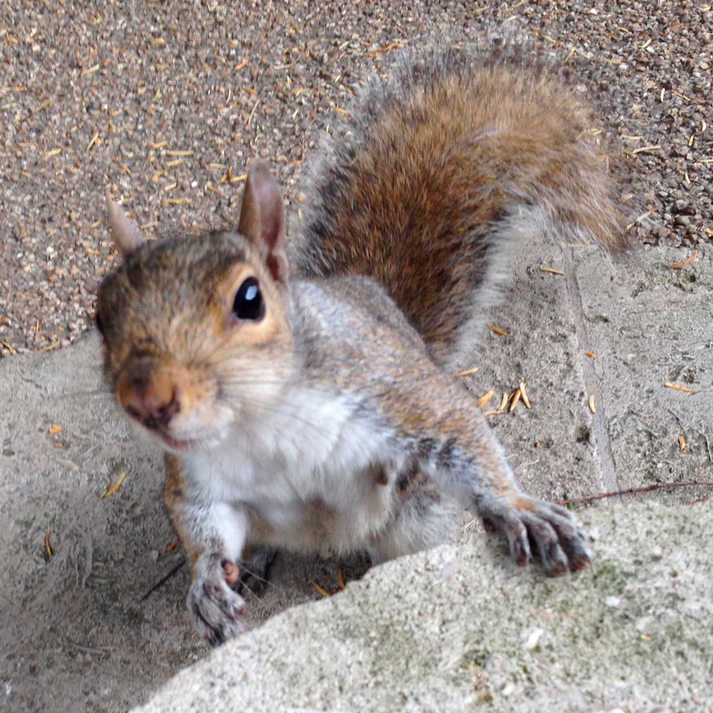 squirrel