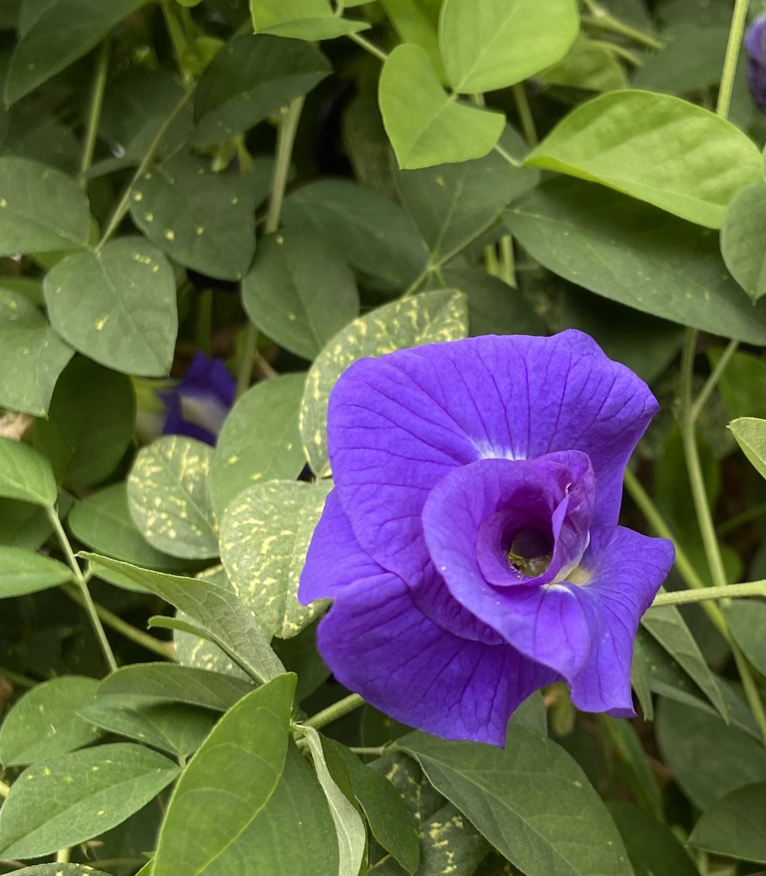 Butterfly Pea - Image 4