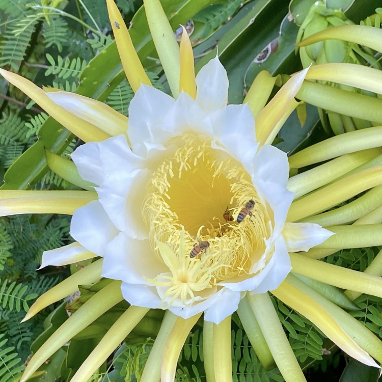 Night Blooming Cereus